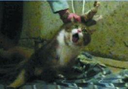 被虐猫图片,人性的黑暗面与道德的拷问